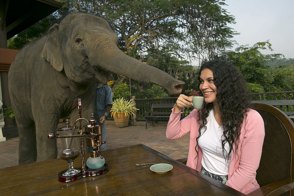 elephant helping girl 