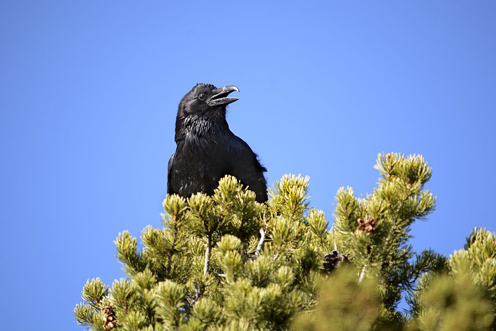 a crow looking out on a tree 