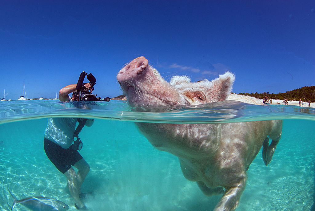 this pig swims 