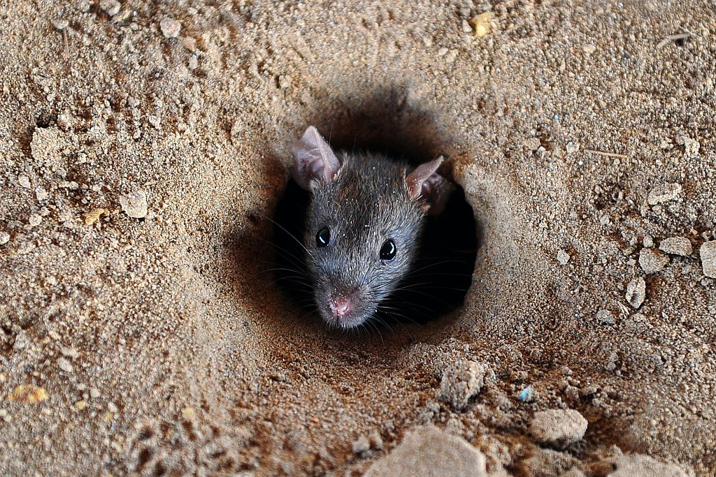 tiny rat coming out of a hole 