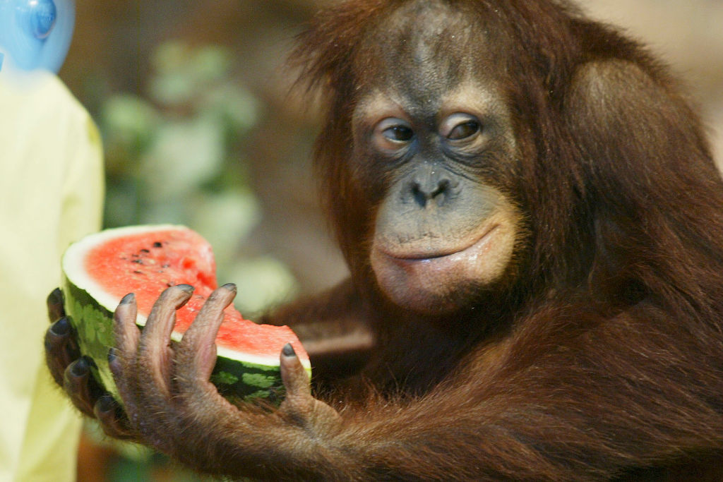 a watermelon eating orangutan 