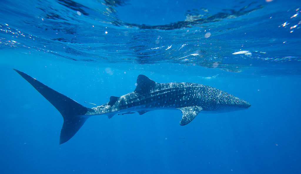 Whale Shark