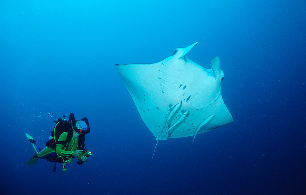 Manta Ray