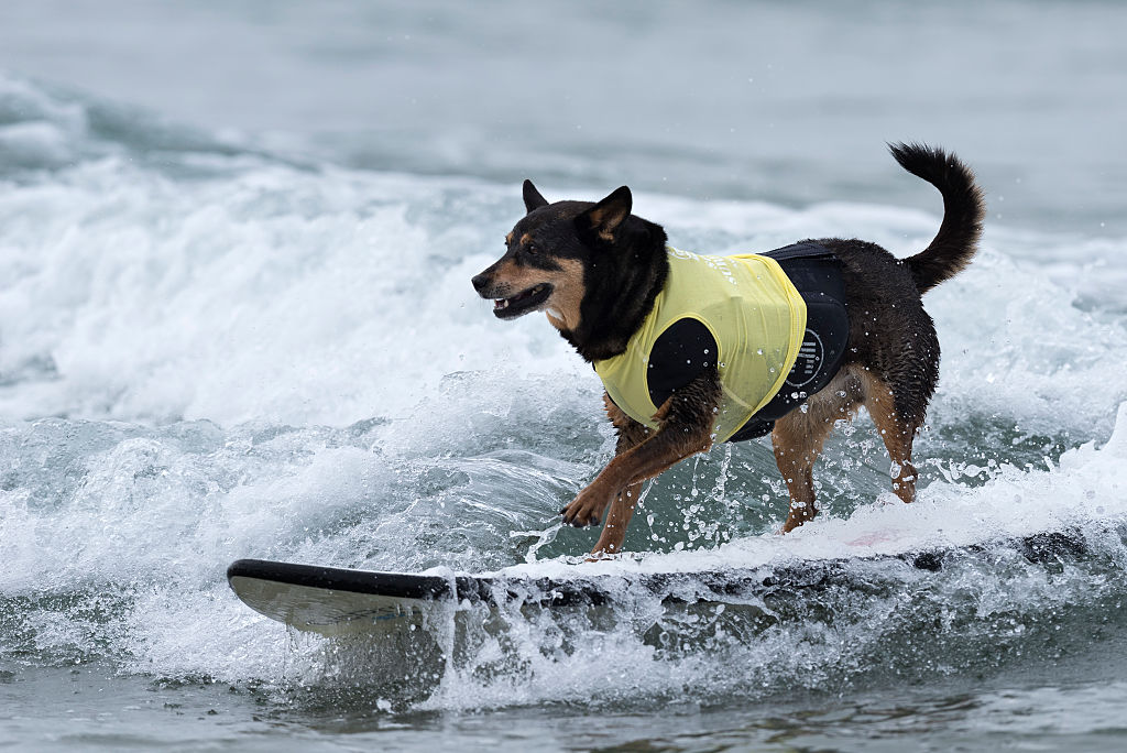 dog surfing 