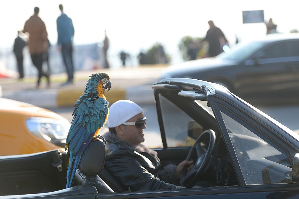 a parrot and the friend 