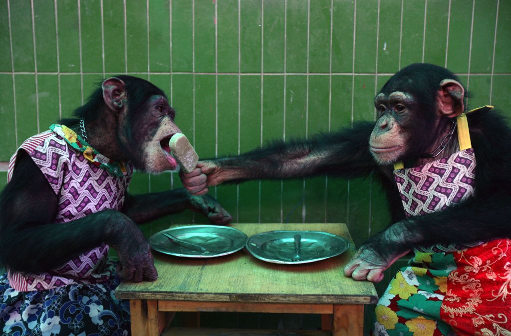 a chimp in an apron 