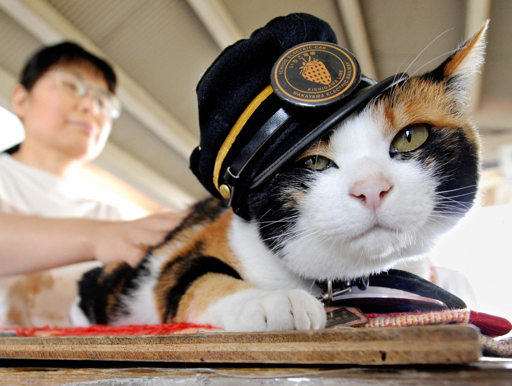 cat wearing a hat 