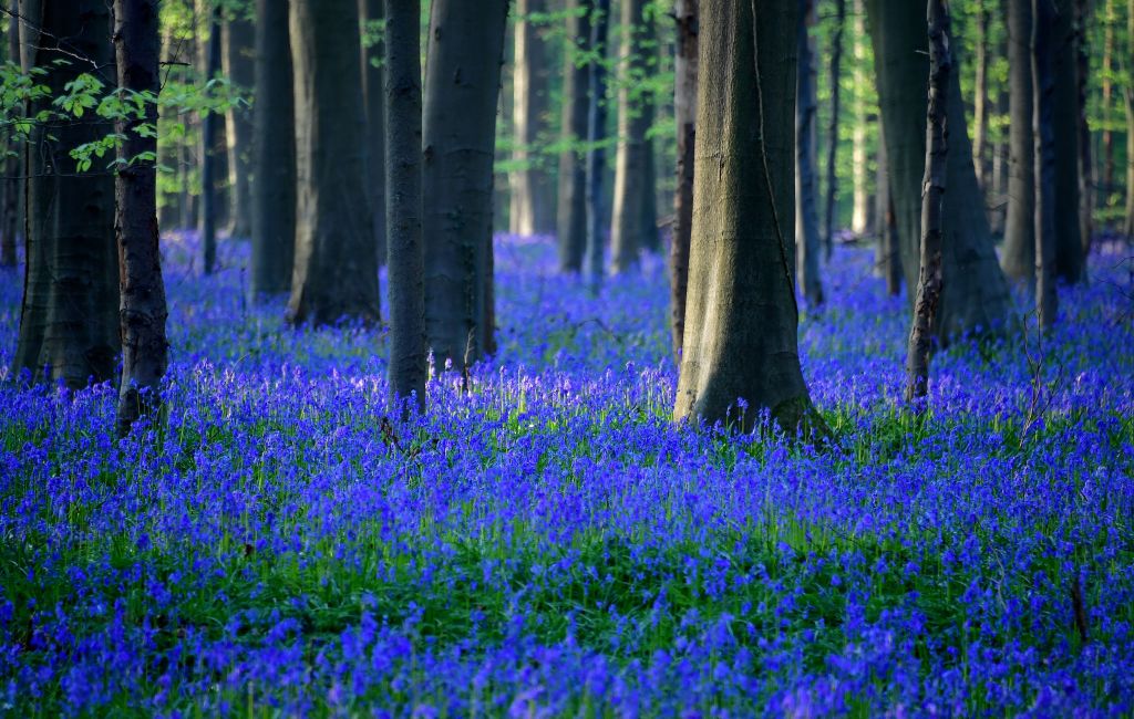 blue flowers in a forest in Hallerbos