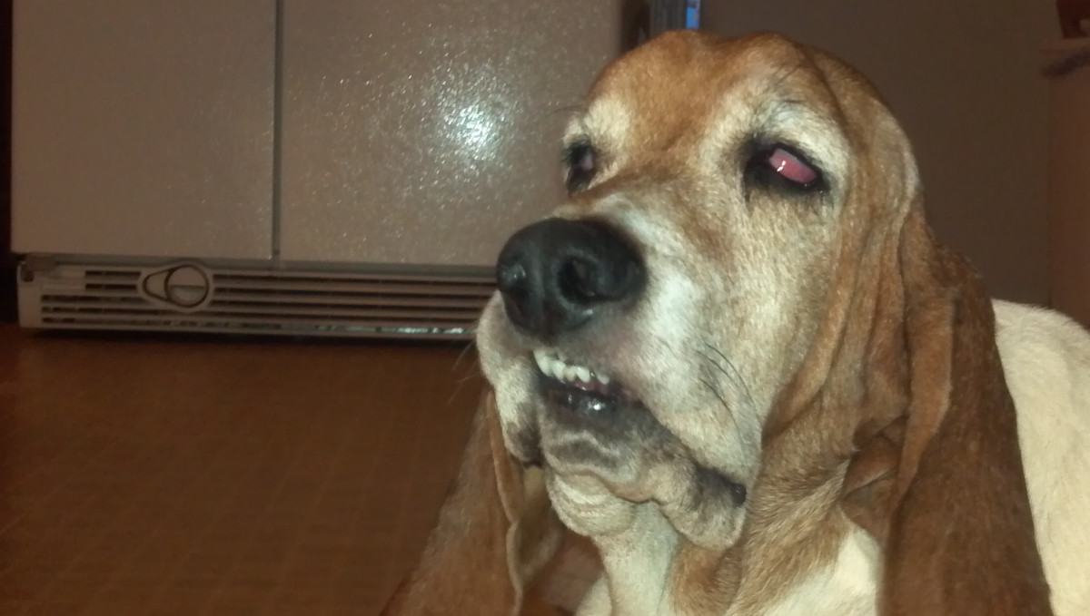 beagle looking worse for wear
