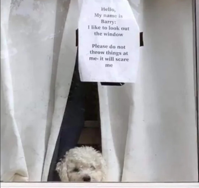 sign above dog in window says: Hello, my name is Barry and I like to look out the window. Please do not throw things at me—it will scare me