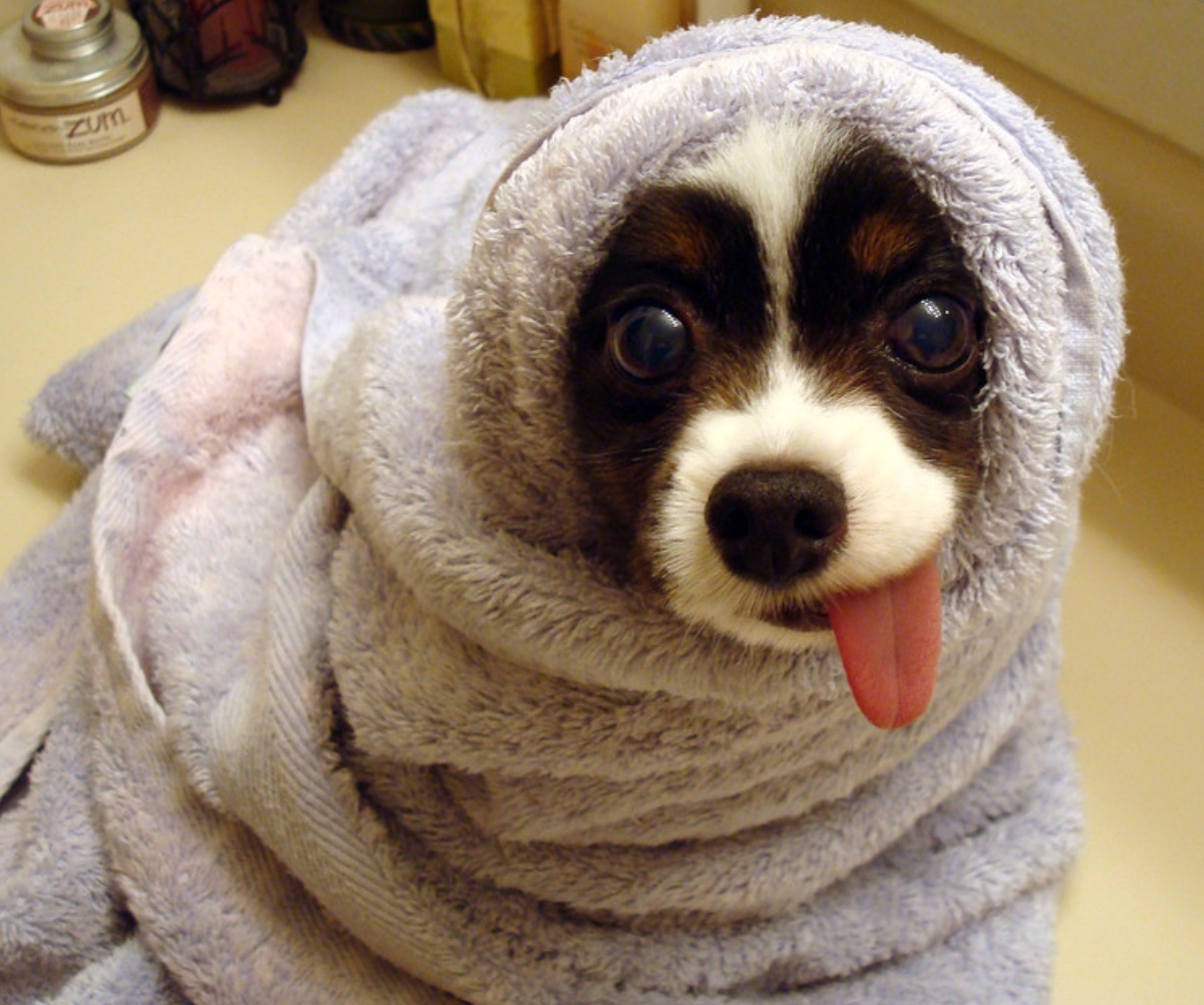 dog wrapped in a blanket