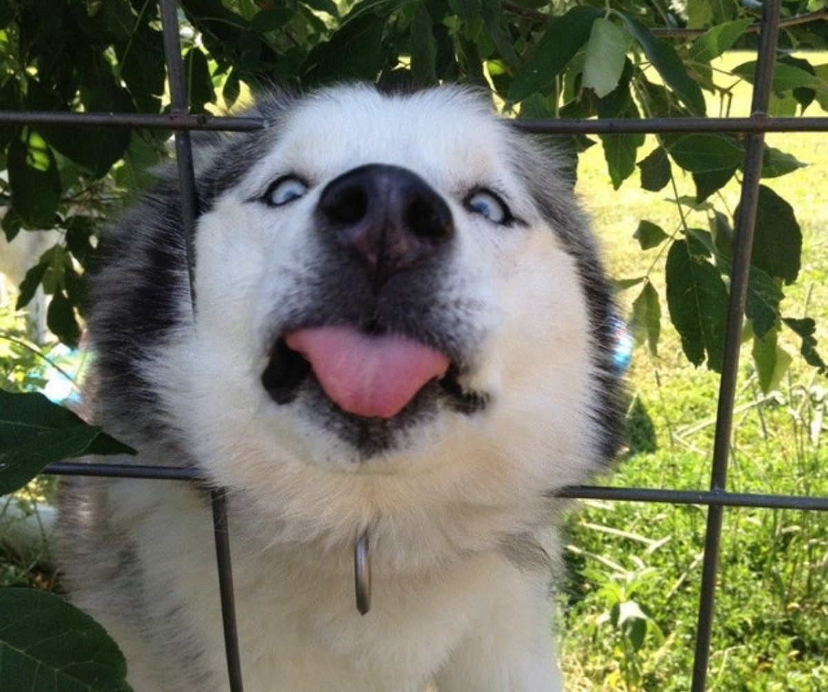 dog and head through fence
