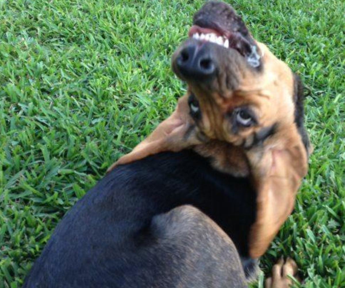 dog head back broken neck