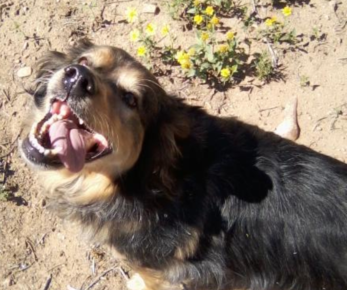 dog looking happy smiling