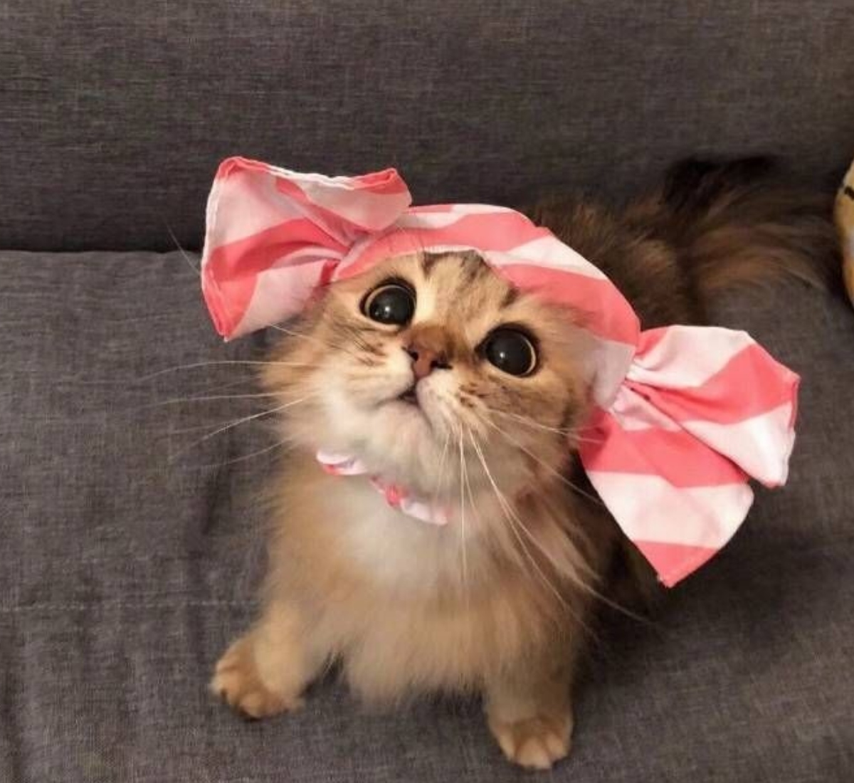 cat with scarf on head