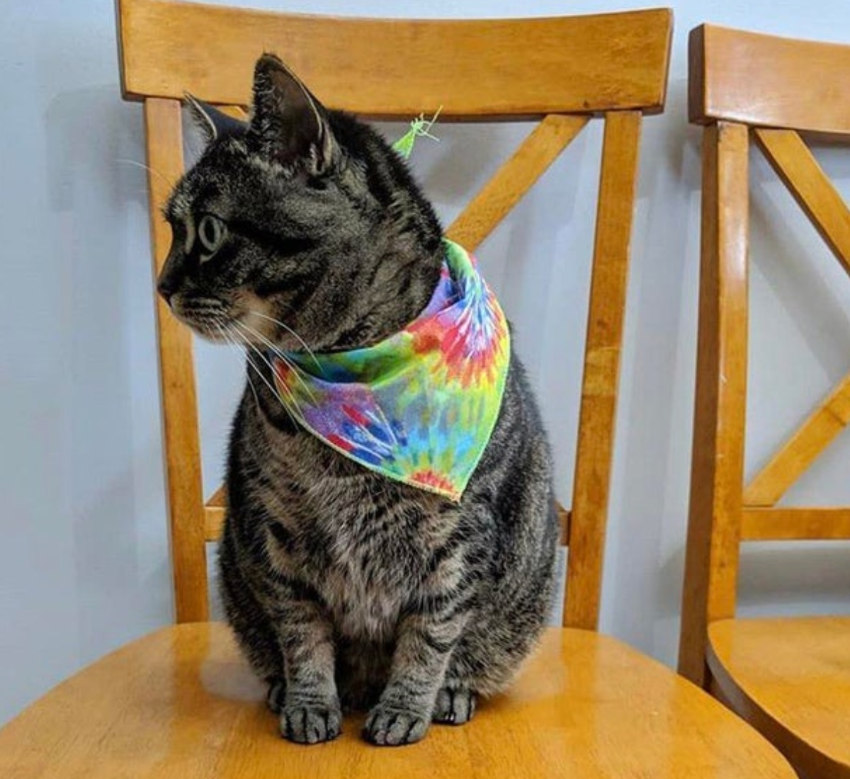 cat with a bandana