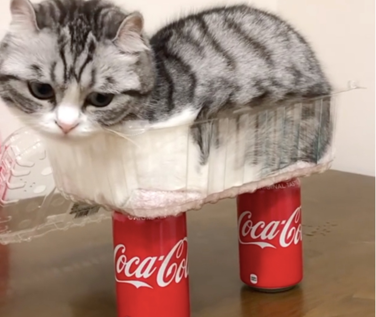 cat on coke can