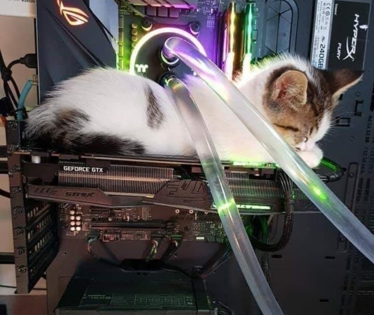 cat under the computer