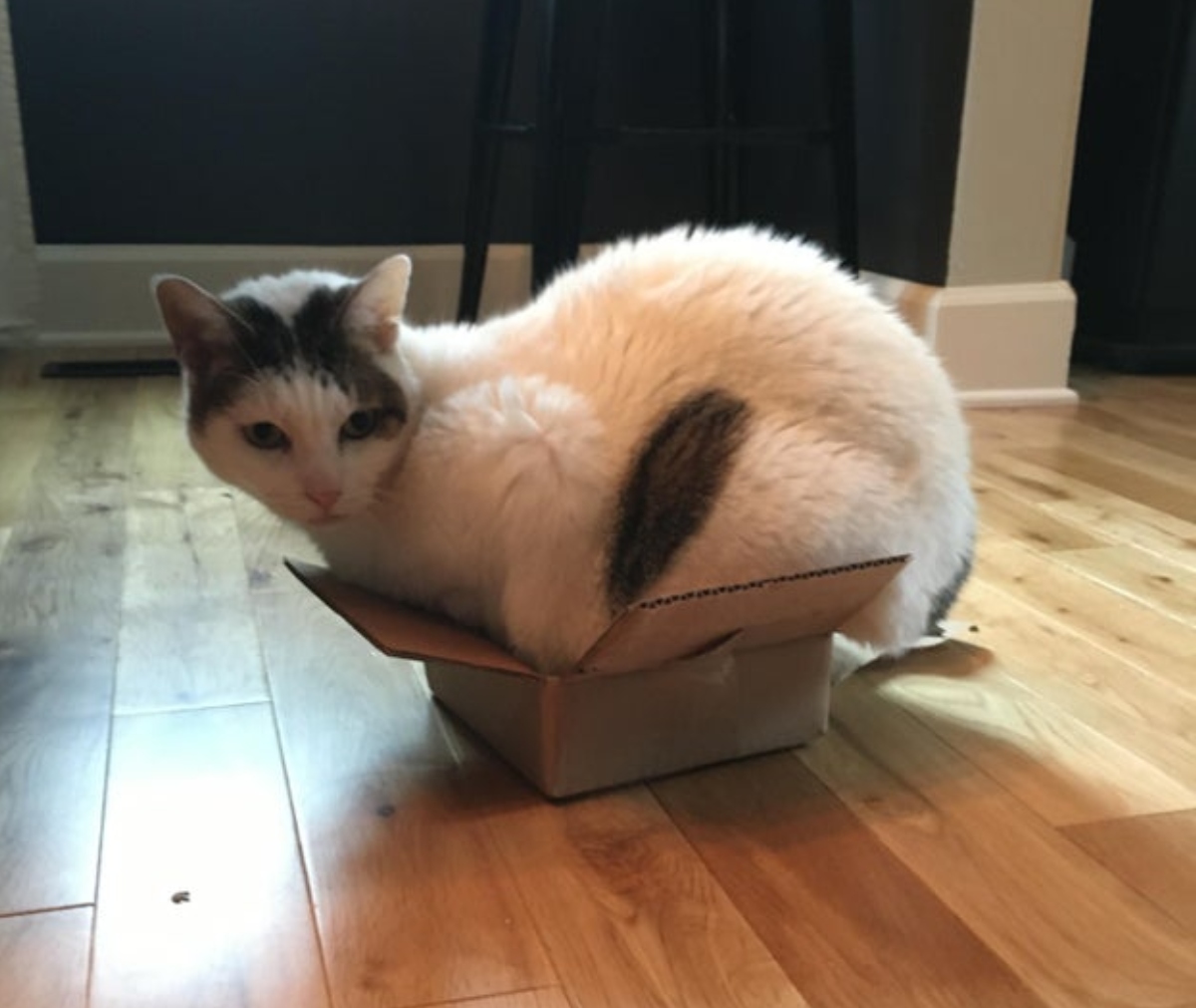 cat in a box