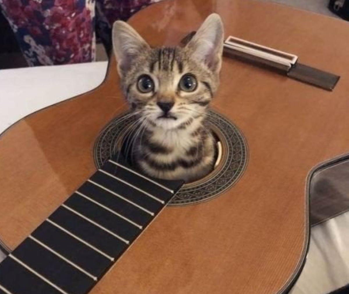 cat in a guitar