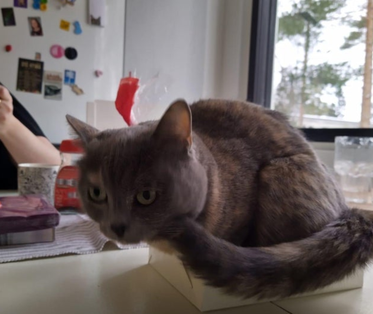 cat sitting on table