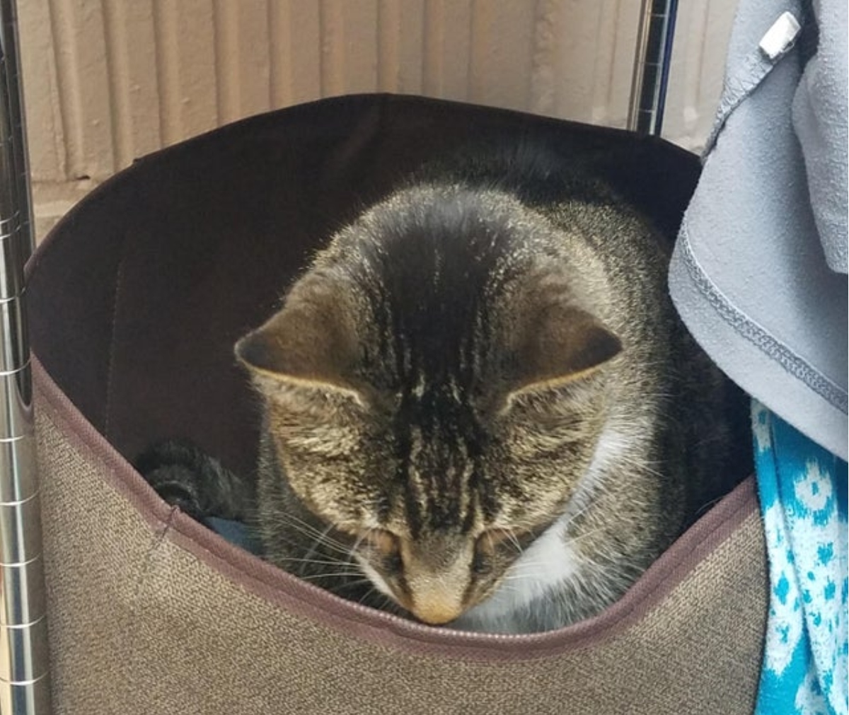 cat sitting on laundry