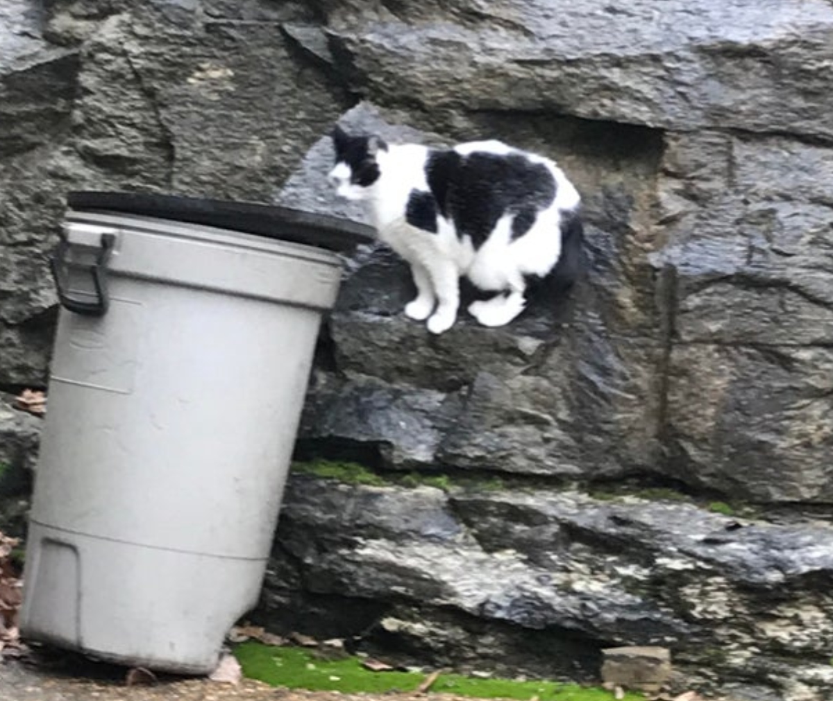 cat somehow perched on wall