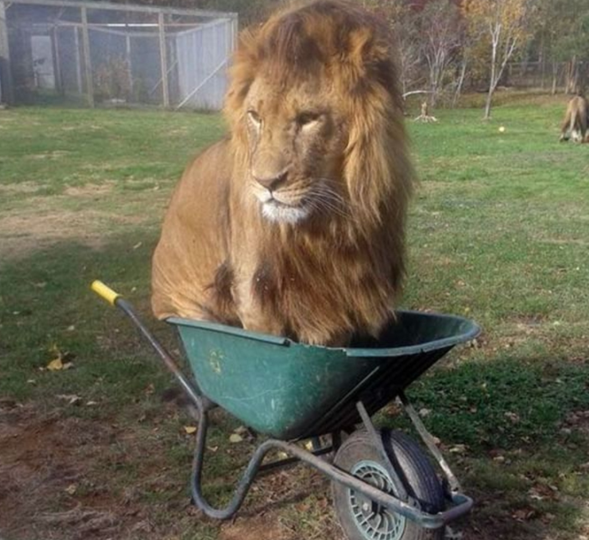 cat sitting in a wheelbarrow