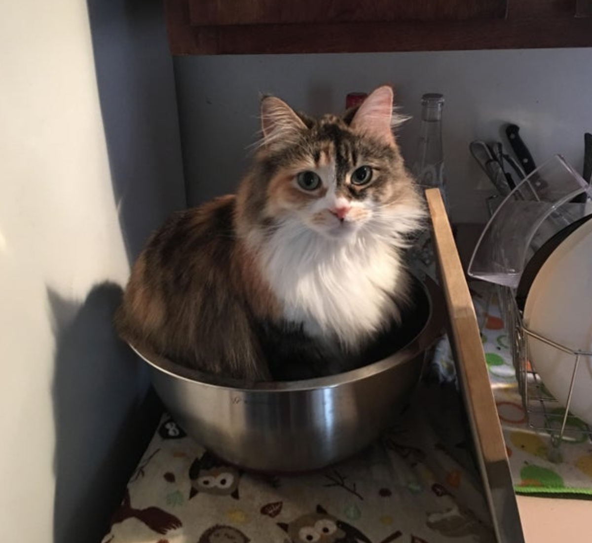cat sitting in a bowl