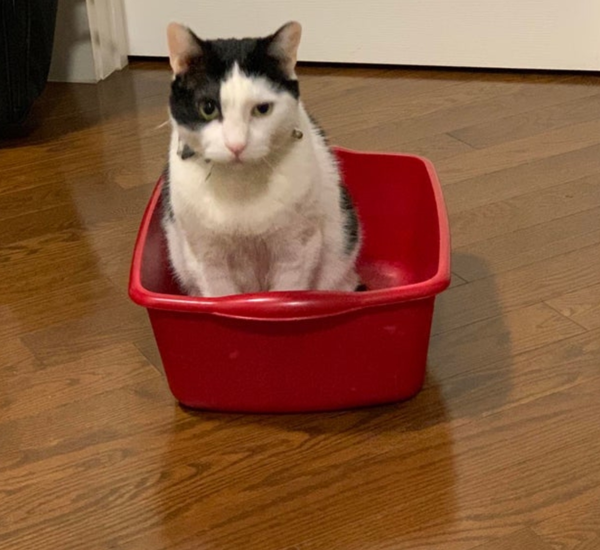 cat in a red bucket
