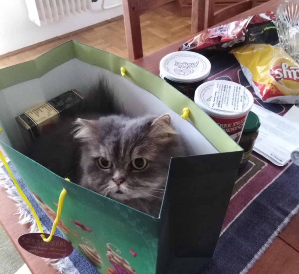 cat in a bag groceries