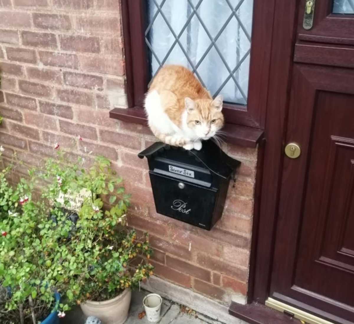 cat chilling on a mailbox