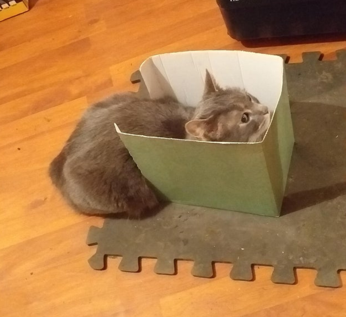 cat sitting in a box