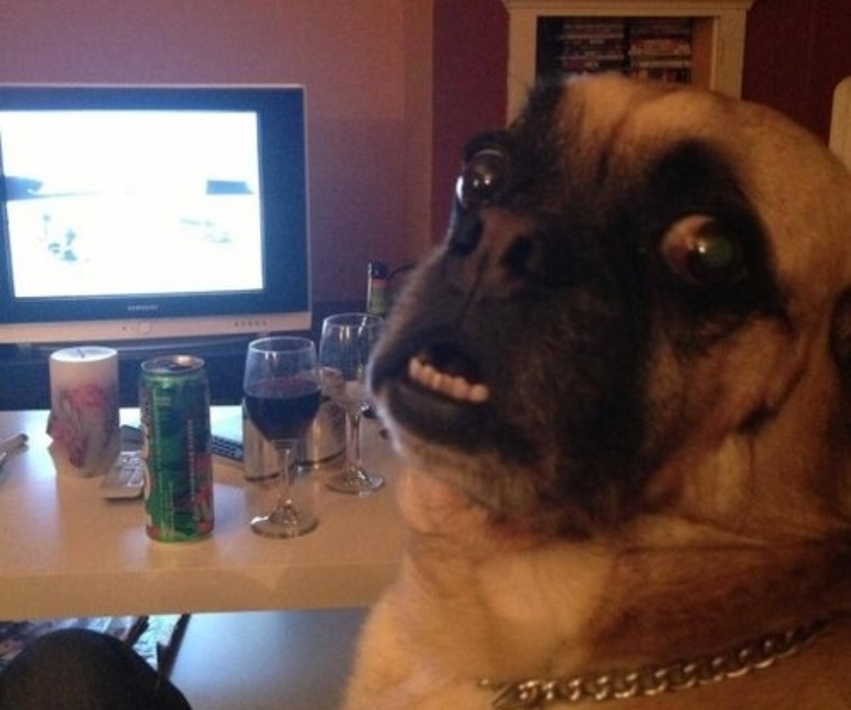 dog sitting at table