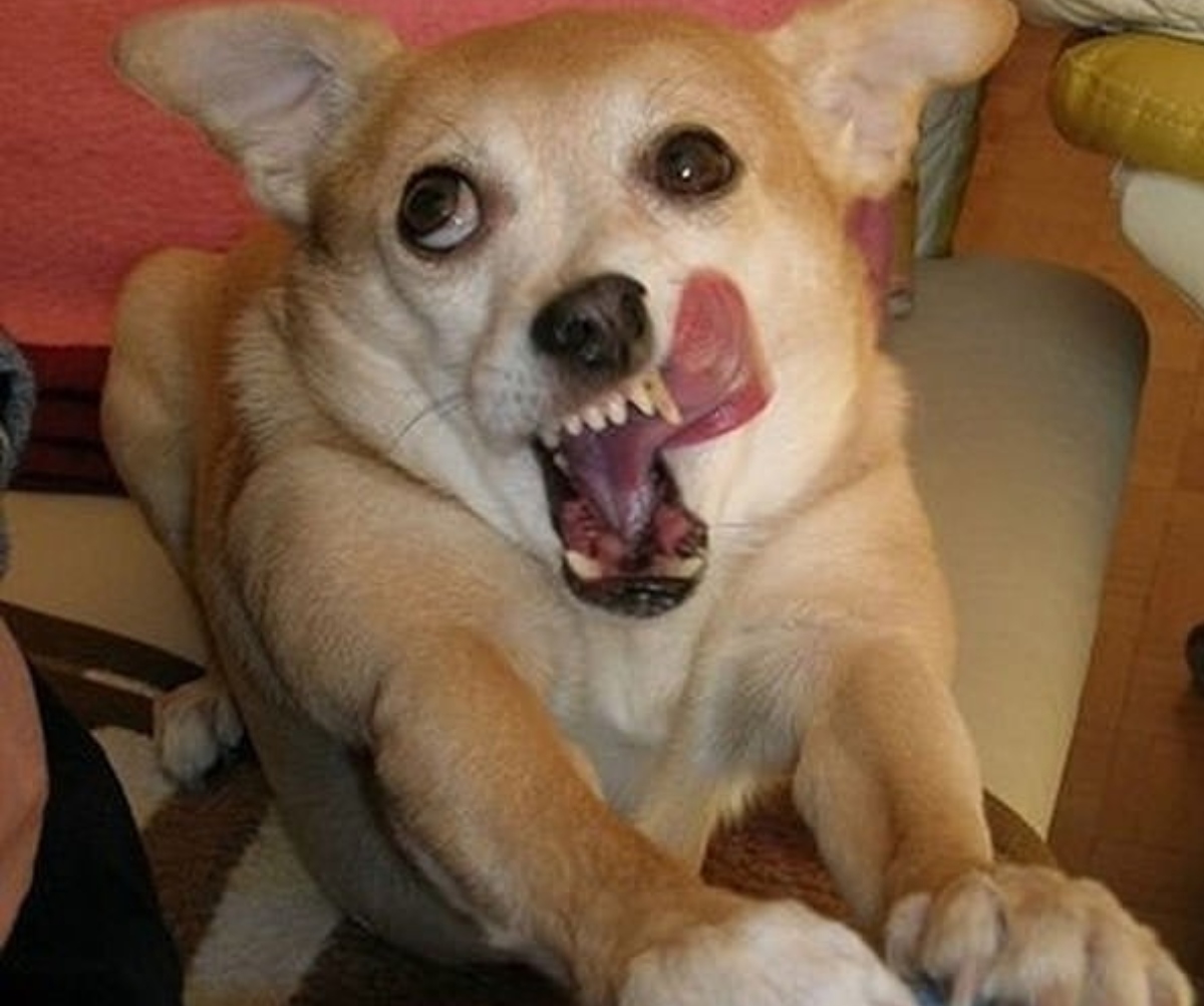 dog licking lips