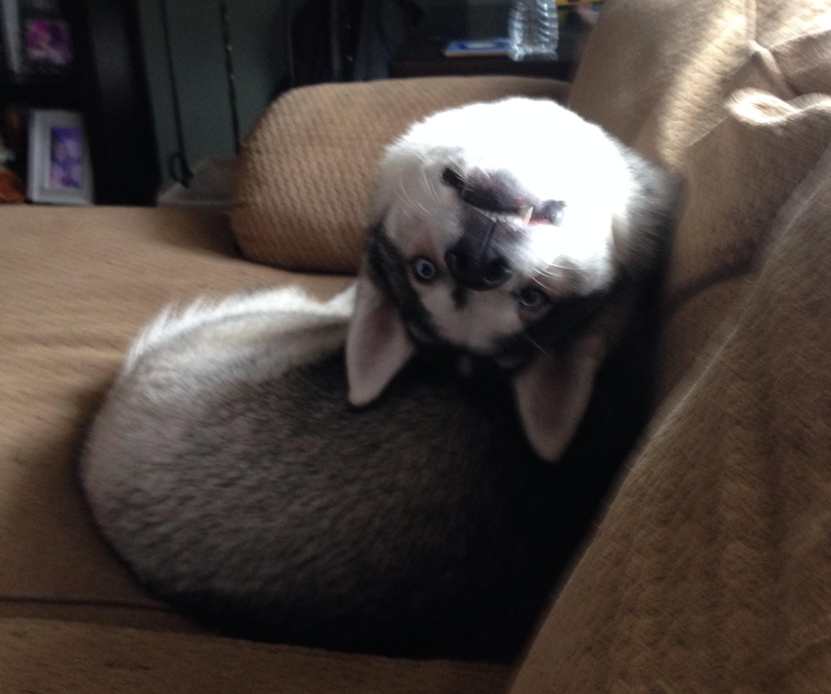 husky with a neck bend