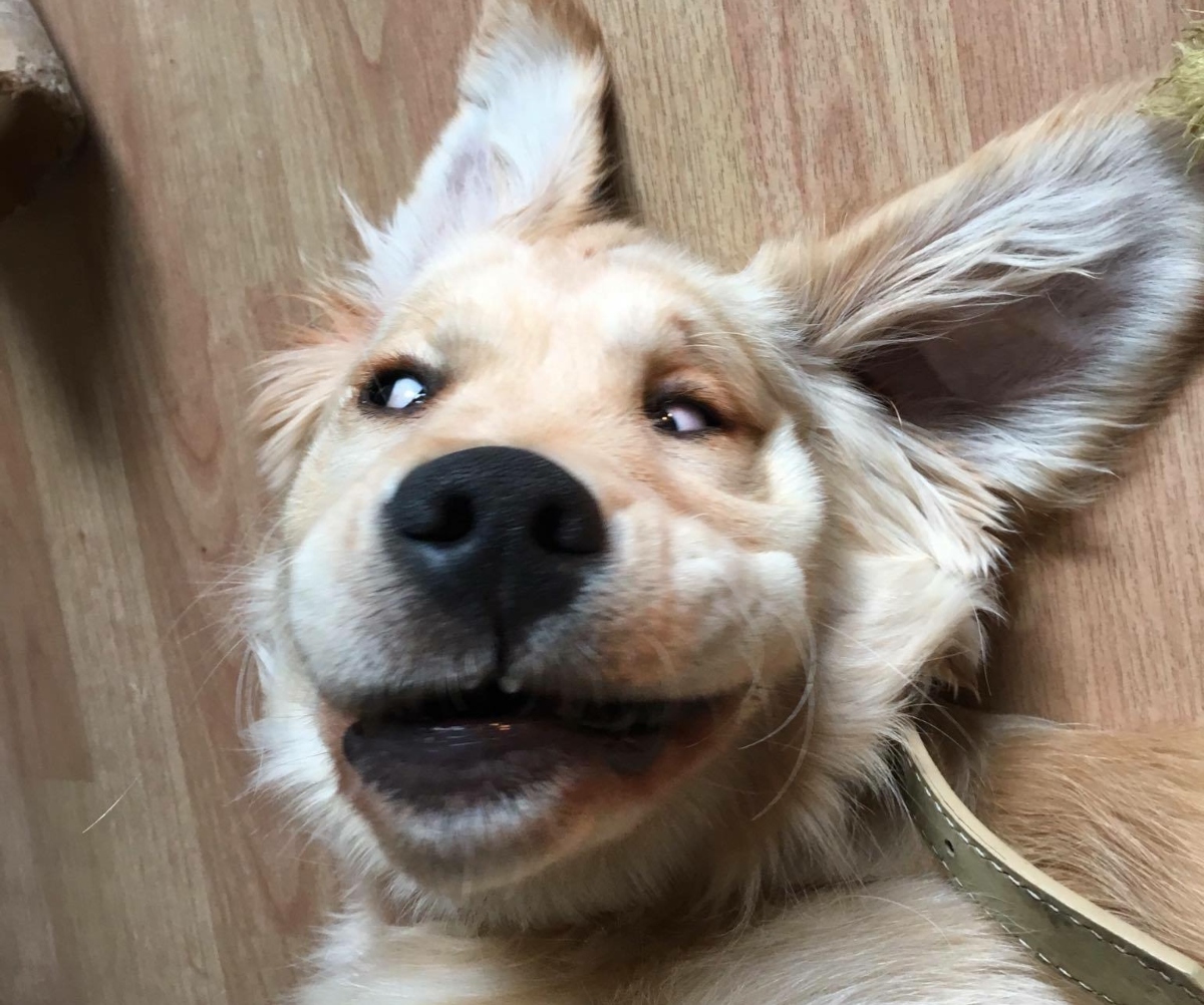 dog on the floor