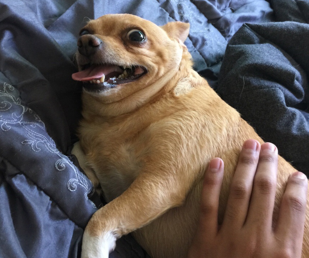 dog laying on bed
