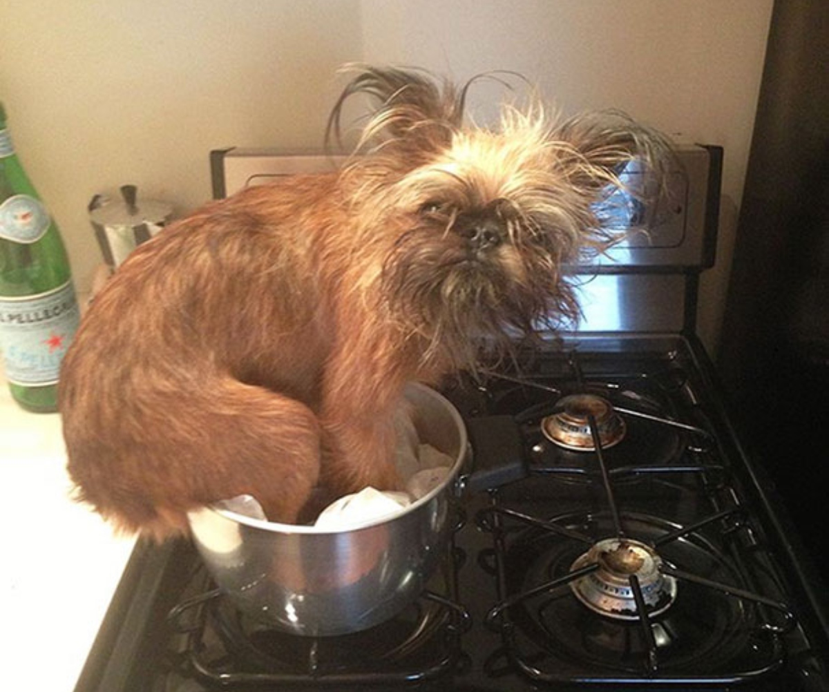 dog soup
