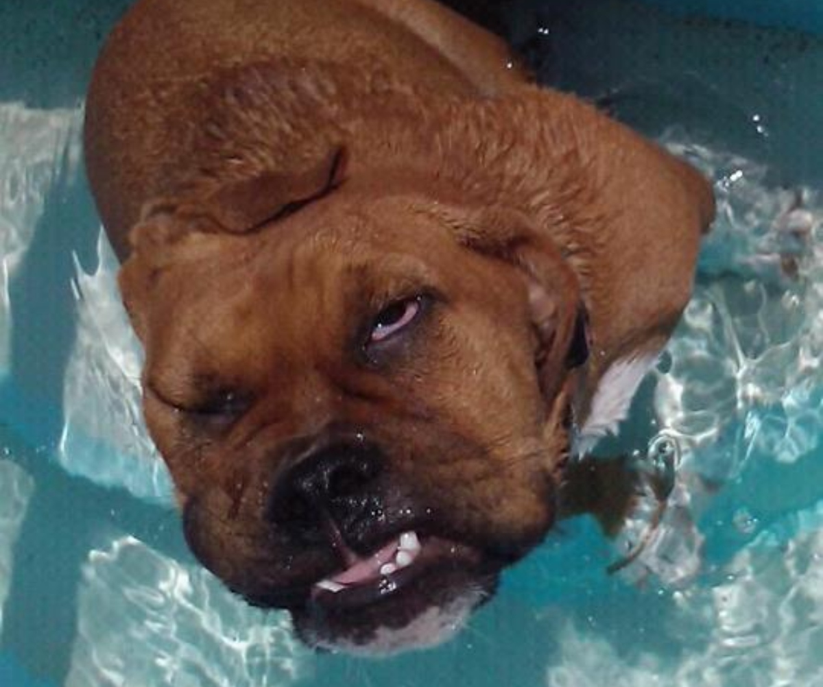 dog in the pool swimming