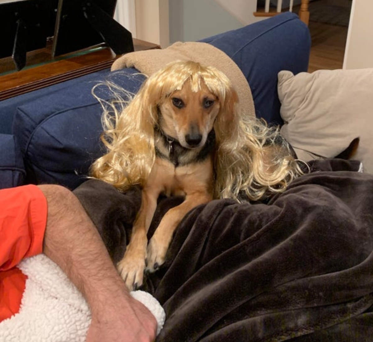 dog in a wig