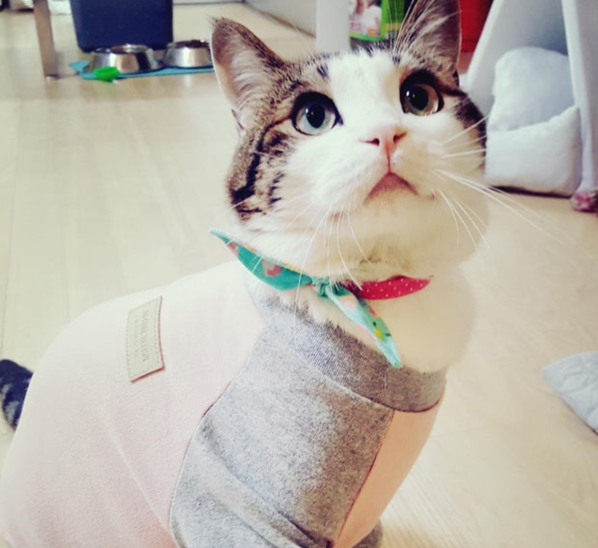 cat in a shirt big eyes