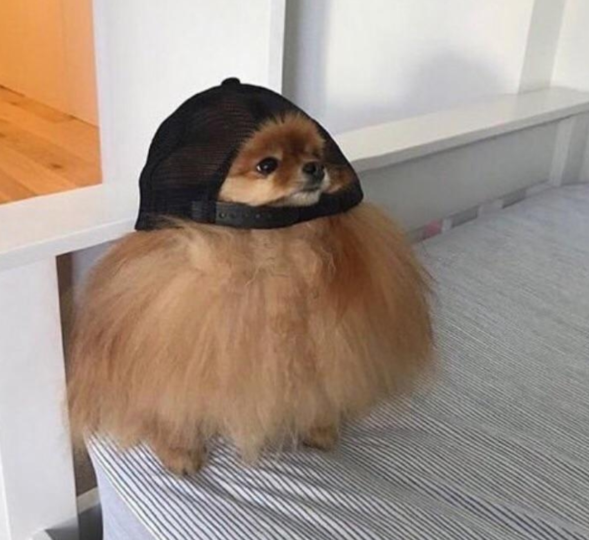 dog in a hat