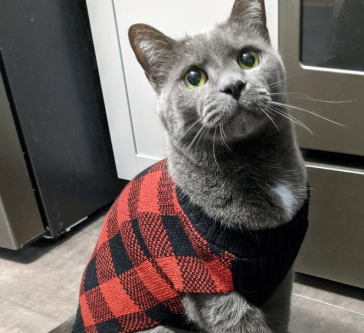 cat in sweater on floor