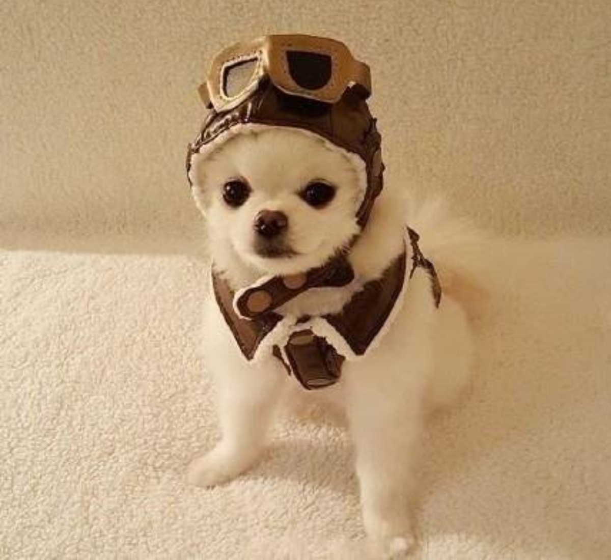 dog in pilot costume