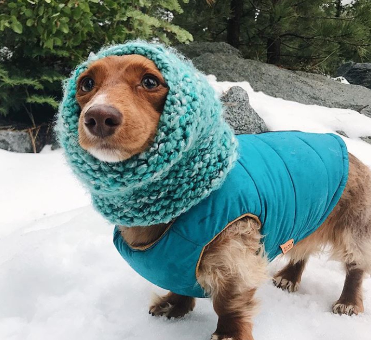 weenie dog in a coat