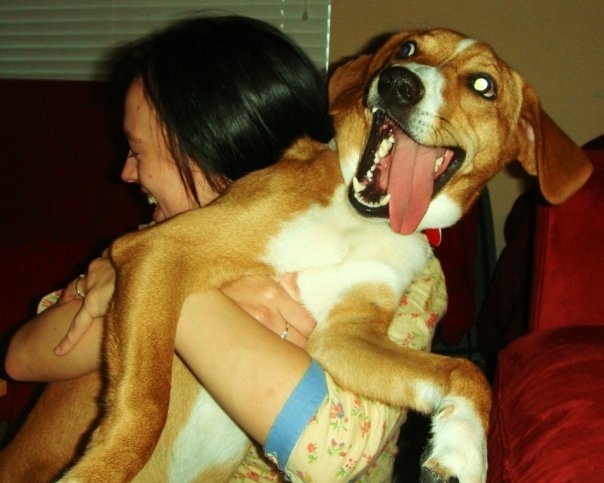 beagle cuddles happy dog