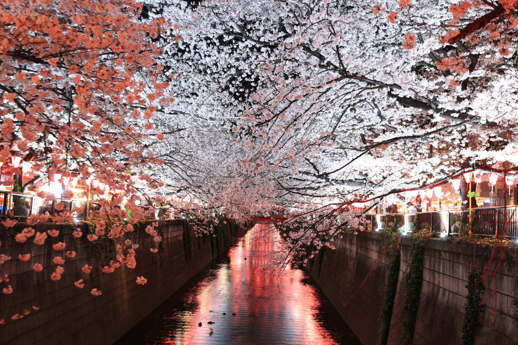 the cherry blossoms on the bank of a river in Japan