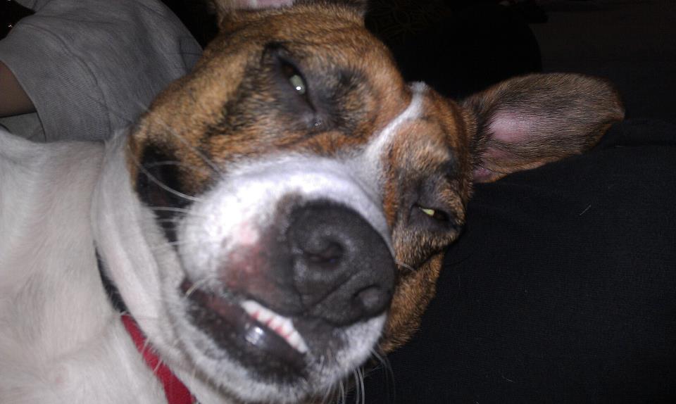 dog on couch sleeping 