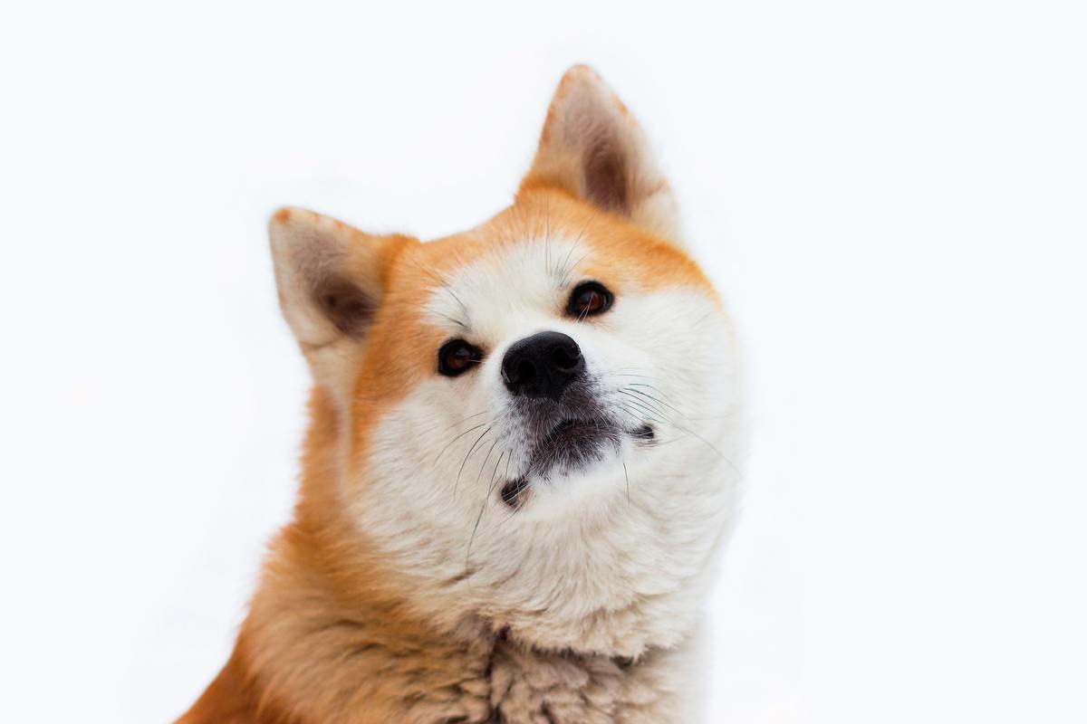 An orange and white Akita looks up longingly.